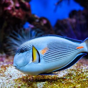Marine Ecology