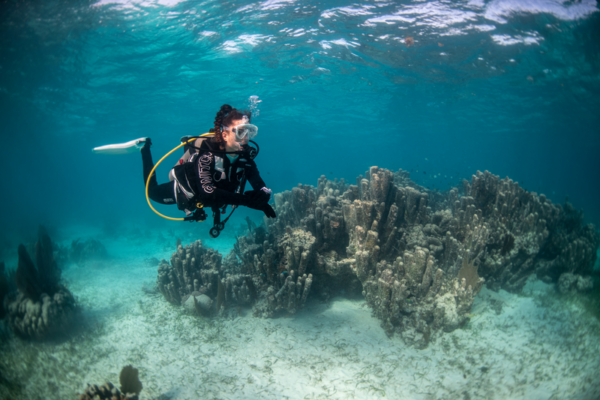 Basic Diver