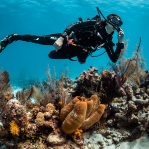 Single Dive