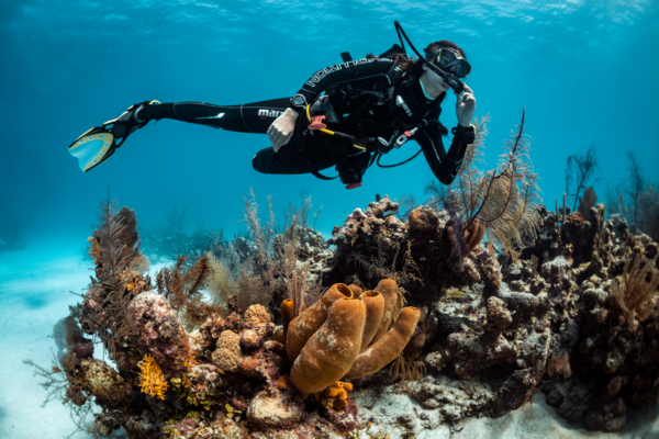Single Dive